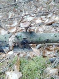 Lentinus brumalis