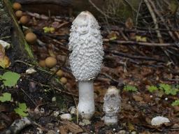 Coprinus comatus