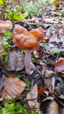 Gyromitra infula