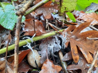 Xylaria hypoxylon