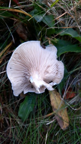 Clitopilus prunulus