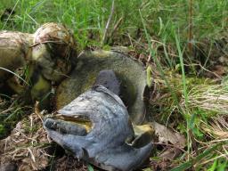 Cyanoboletus pulverulentus