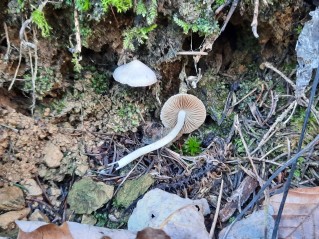 Inocybe geophylla