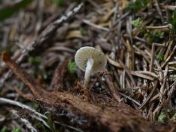 Pholiota scamba