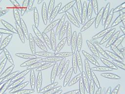 Pindara terrestris