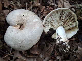 Tricholoma pardinum