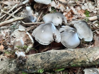 Tricholoma saponaceum