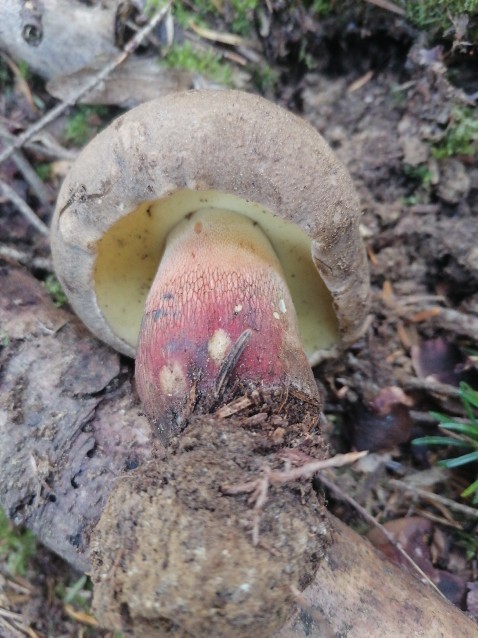 Caloboletus calopus