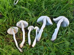 Leucoagaricus leucothites