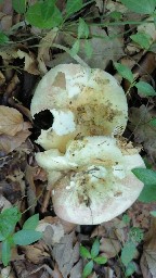 Russula olivacea