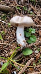 Hygrophorus agathosmus