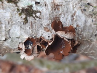 Encoelia furfuracea