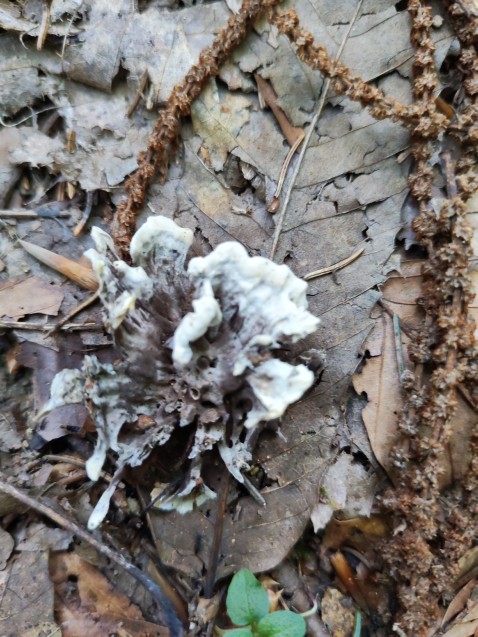Thelephora atrocitrina