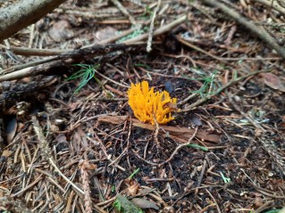 Calocera viscosa