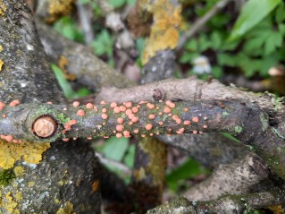 Nectria cinnabarina