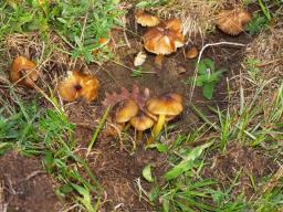 Hygrocybe spadicea