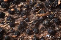 Chaetosphaeria ovoidea