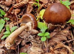Cyclocybe erebia