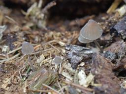 Mycena silvae-nigrae