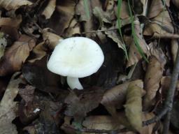 Russula raoultii