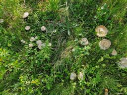 Entoloma sepium