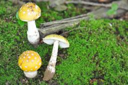 Amanita gemmata