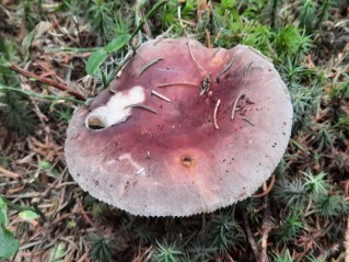 Russula vesca