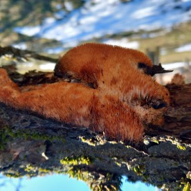 Sarcodontia setosa