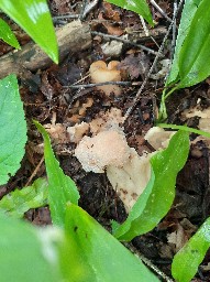 Morchella esculenta