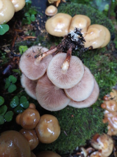 Kuehneromyces mutabilis