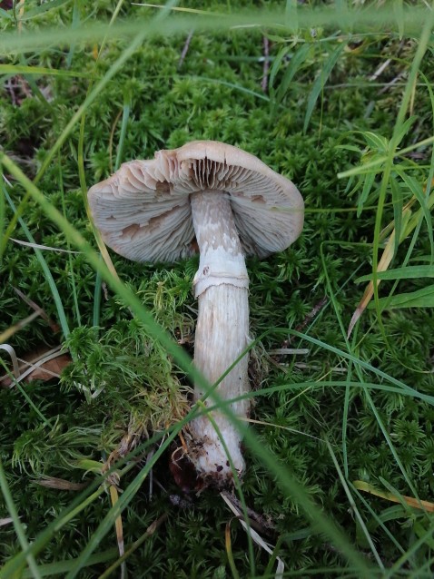 Cortinarius caperatus