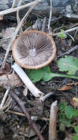 Psathyrella vernalis