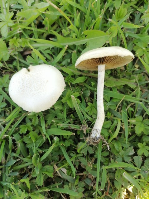 Cyclocybe cylindracea