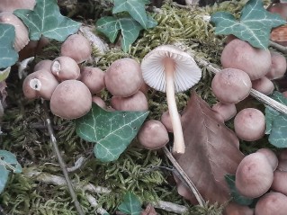 Mycena renati