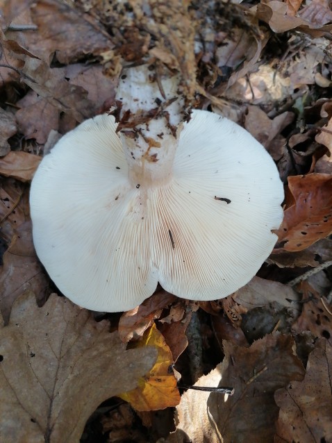 Clitocybe nebularis