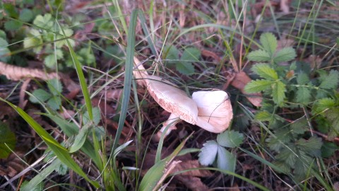 Leucoagaricus leucothites