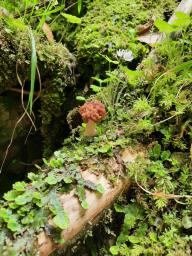 Gyromitra esculenta