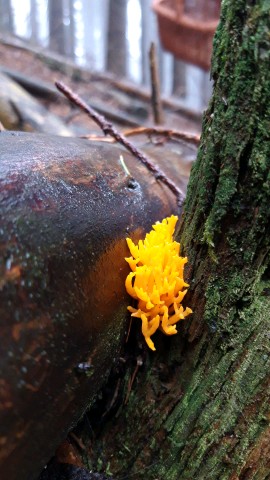 Calocera viscosa