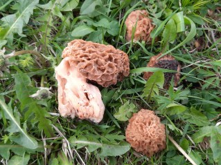 Morchella esculenta