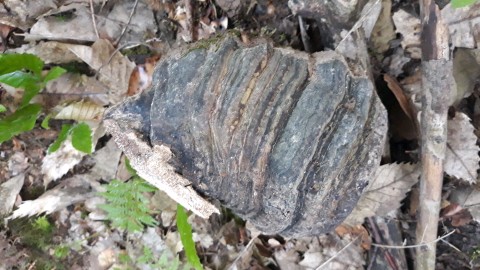 Fomes fomentarius