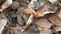 Cortinarius trivialis