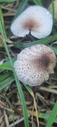 Lepiota lilacea