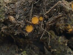 Cheilymenia stercorea