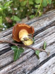 Chalciporus piperatus