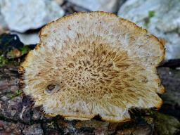 Cystoagaricus silvestris