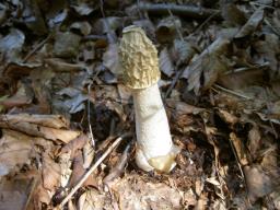 Phallus impudicus