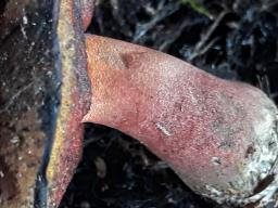 Neoboletus erythropus