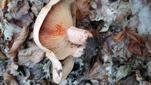 Lactarius deterrimus