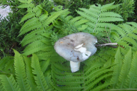 Russula cyanoxantha