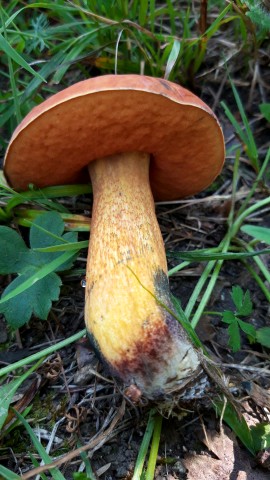 Suillellus luridus